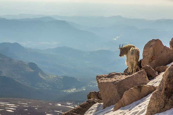Colorado-Mt Evans Mountain goat on rocky overlook